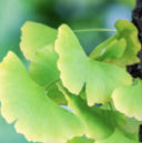 Ginkgo Biloba