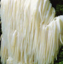 Lion’s Mane