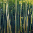 Organic Bamboo Root Powder