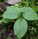 Horny Goat
Weed